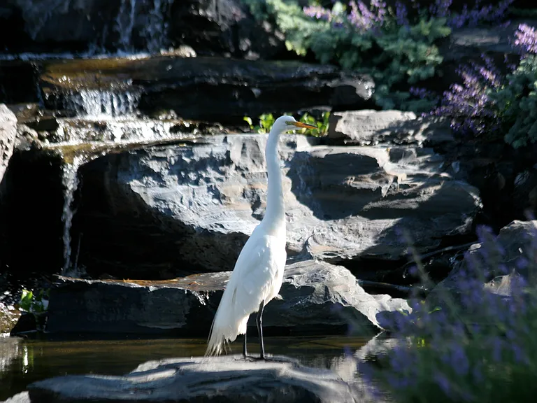 Cedars Falls Egret