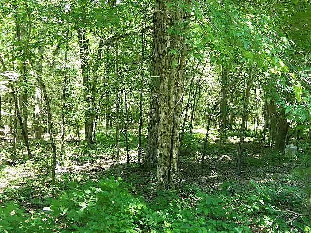 1st image of 185 Screech Owl Lot A1