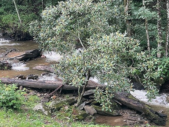 Creek View