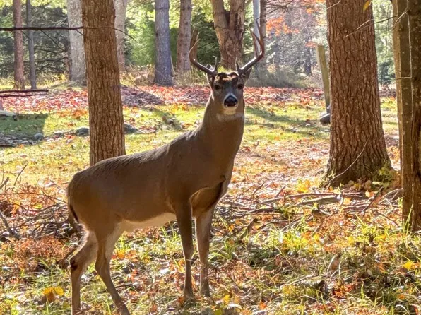 Wood Rd, Lincoln, MI 48742