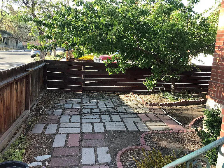 Apricot tree