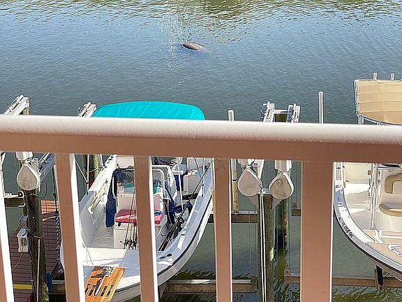 4th image of 5000 Culbreath Key Way APT 8203