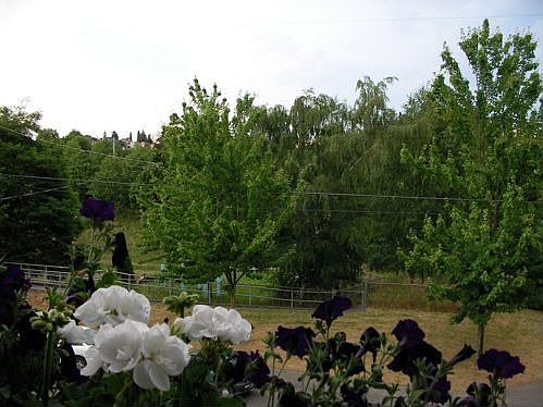 View of park from great room windows.
