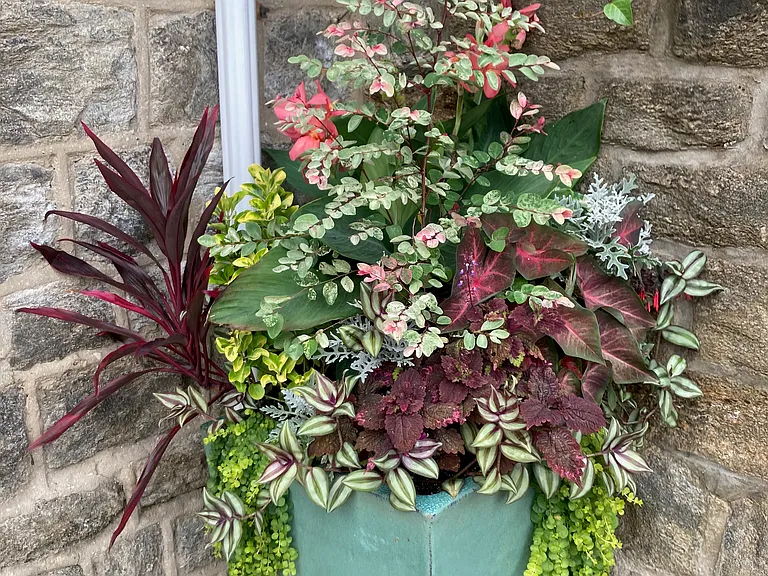 Plants are my life
