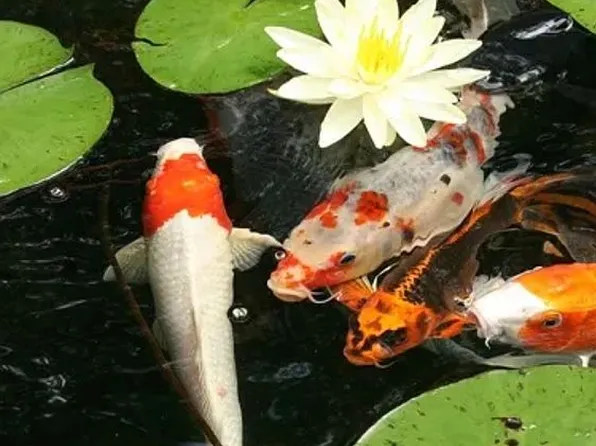 250 NE 13th St, Delray Beach, FL 33444