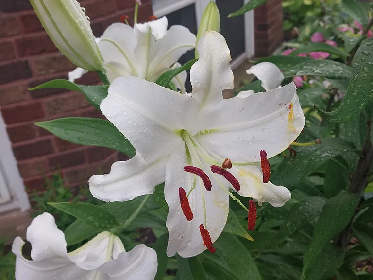 Lilies