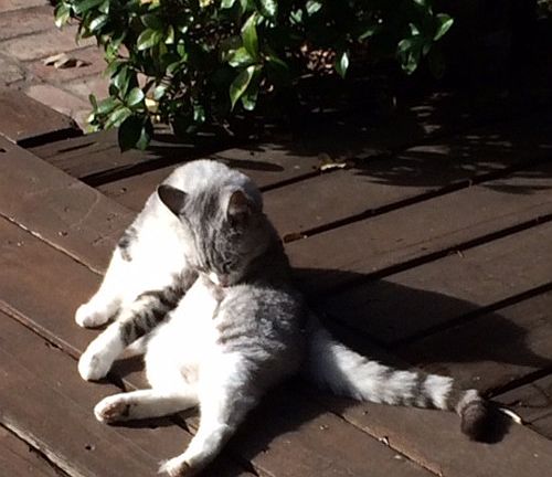 Resident cat