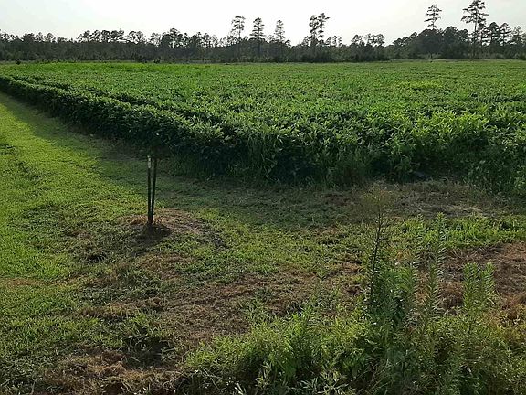 3rd image of TBD Barnhill Rd. #21.3 Acres on corner of Barnhill Rd & Mention Ave