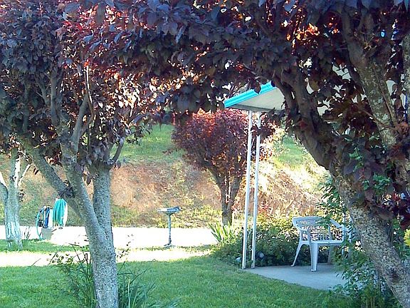 Lots of Beautiful Trees 