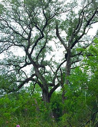 4th image of 1450 Fm 3006