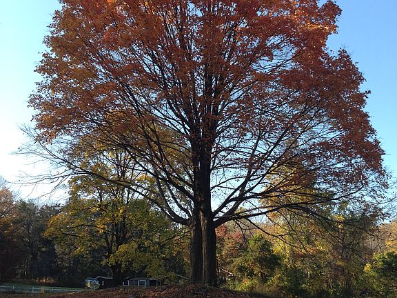 Mature trees