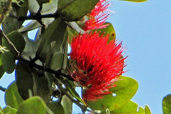 1st image of Hibiscus St Lot 7299