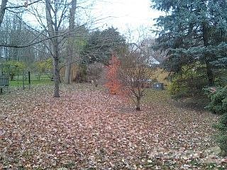 5-Backyard