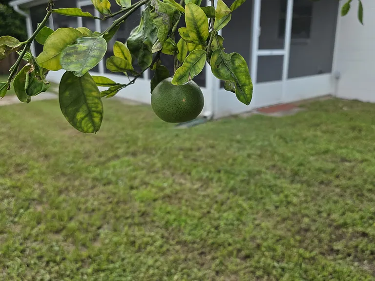 grapefuit tree bearing fruit