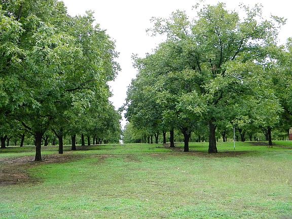 North Orchard view from housepd