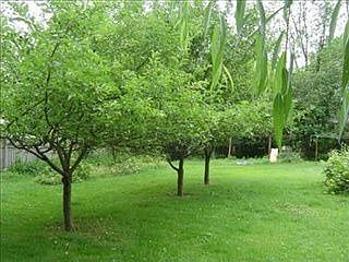 Spacious back yard