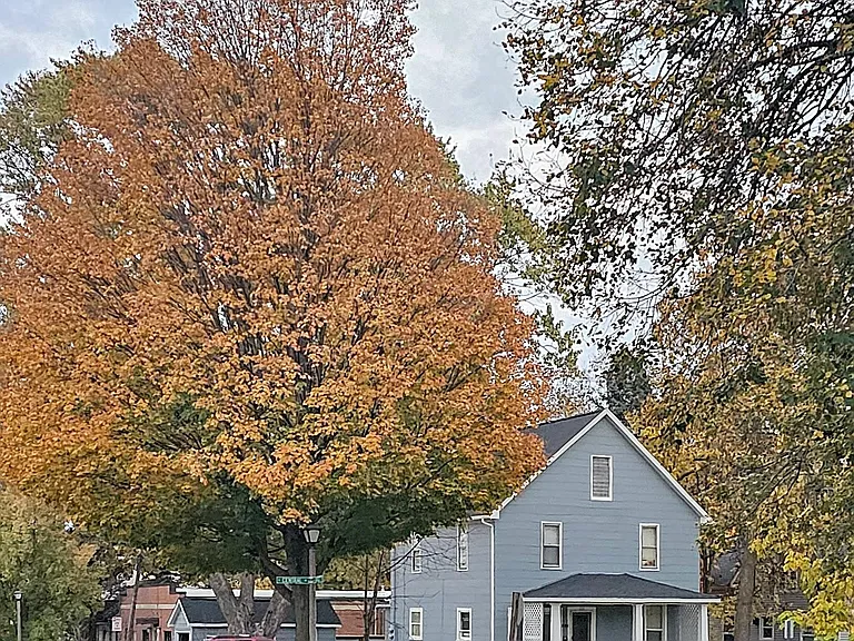 Beautiful Mature Trees
