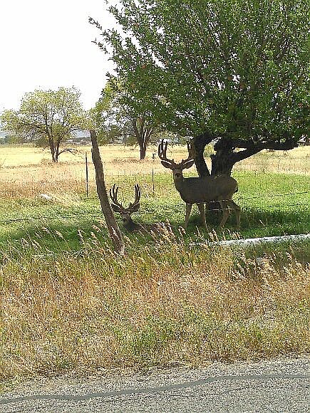 2nd image of Cedar Mesa Rd