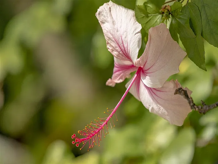 Lilac Village Dunes of Boca — Photo 15