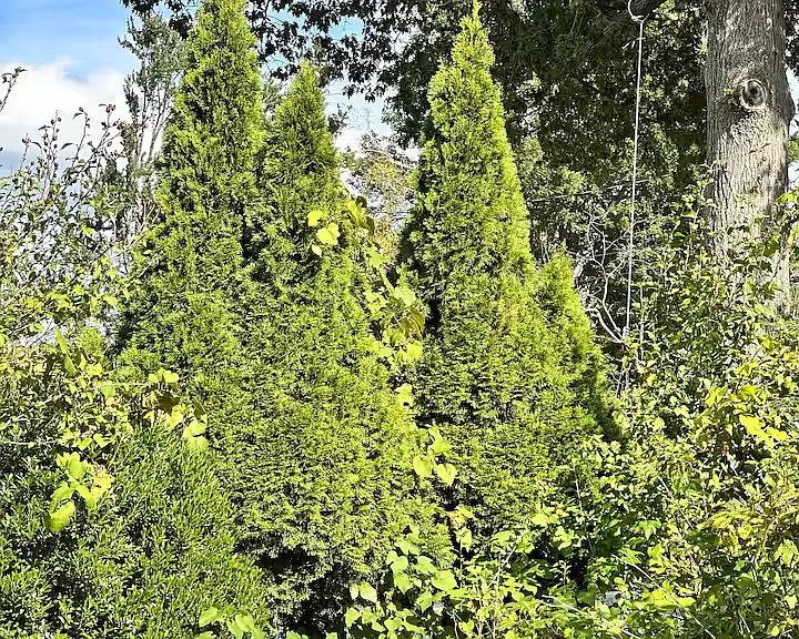 Sterling Pl — Photo 20