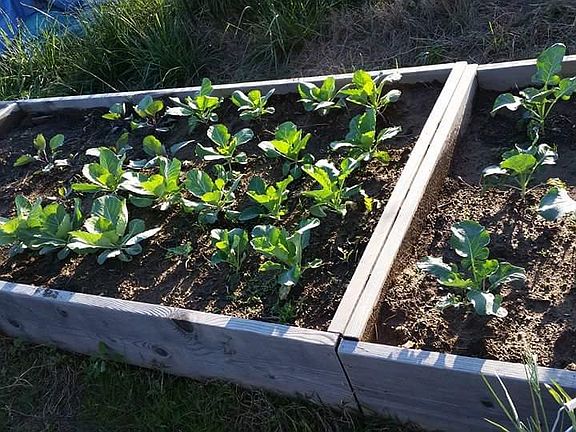Raised Bed Garden Back