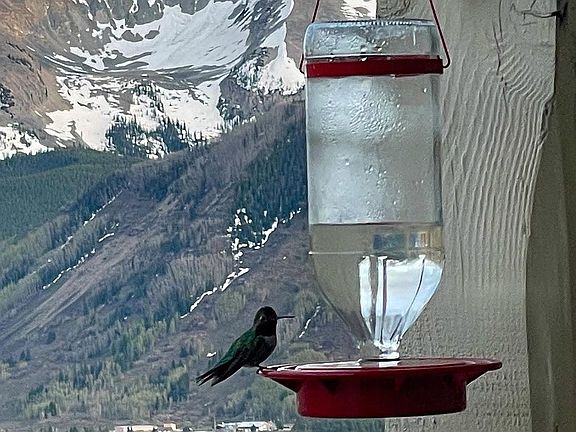Friendly visitor/front porch