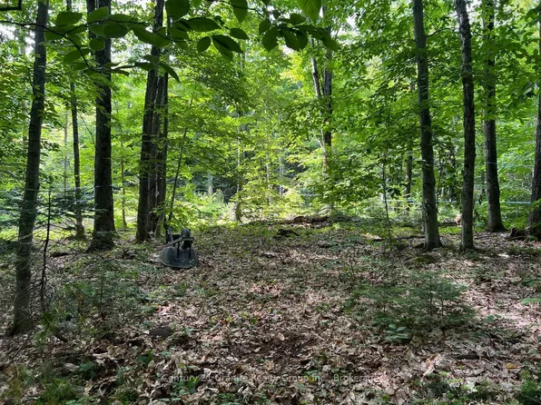 99 Forest View Rd, Hastings Highlands, ON K0L 2A0