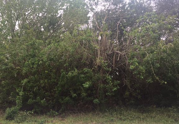 4th image of 249 Bimini St NE