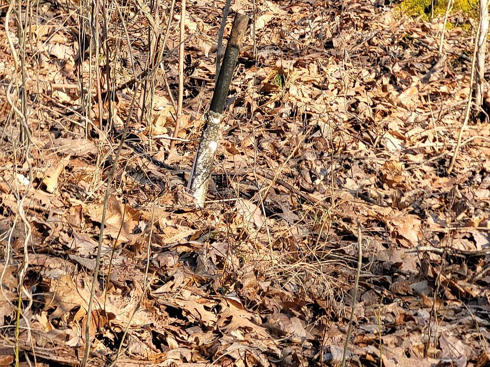 2nd image of LOT 4 One #10-12-9