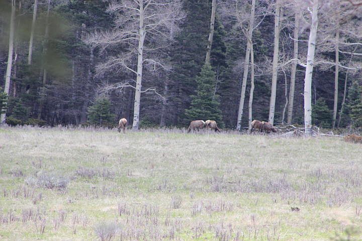 1st image of Forbes Wagon Crk #473