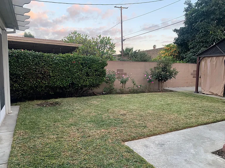 back yard