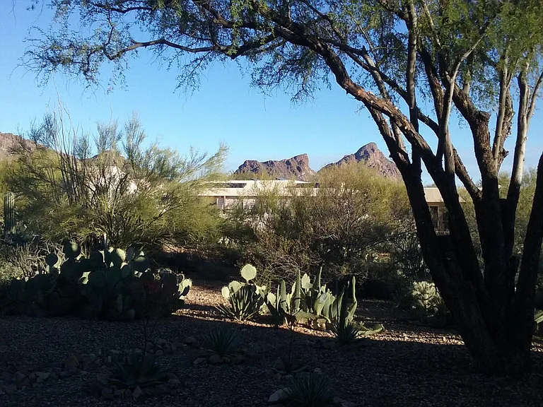 Back yard