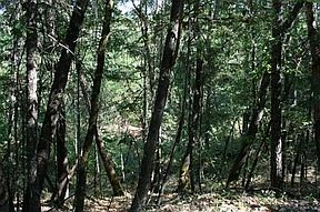 5th image of 463 Clewis Ln
