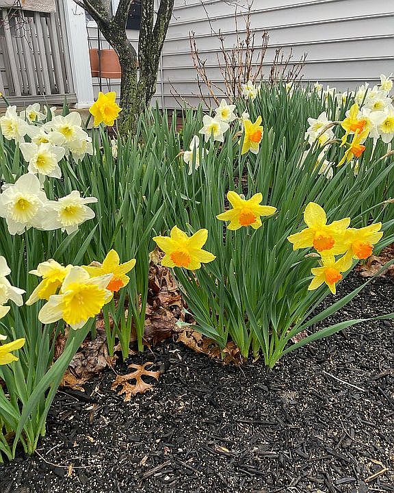 Spring