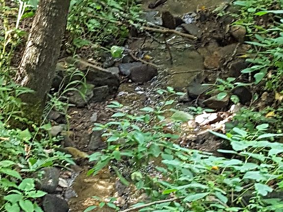 Stream in our woods