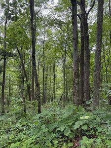21 21.1 Pyles Frk, Mannington, WV, 26582