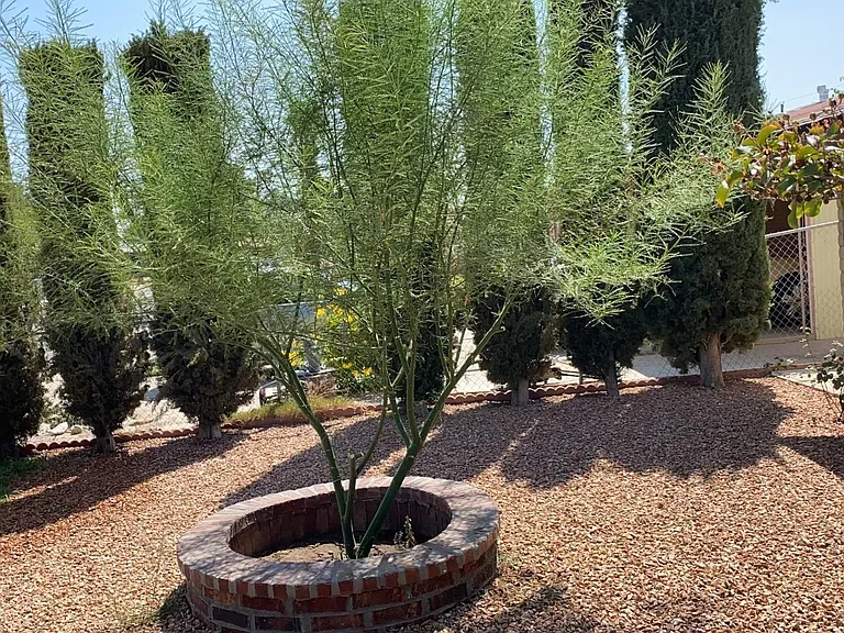 7116 Orange Tree Ln — Photo 6