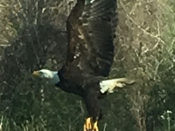 Bald Eagles a common site