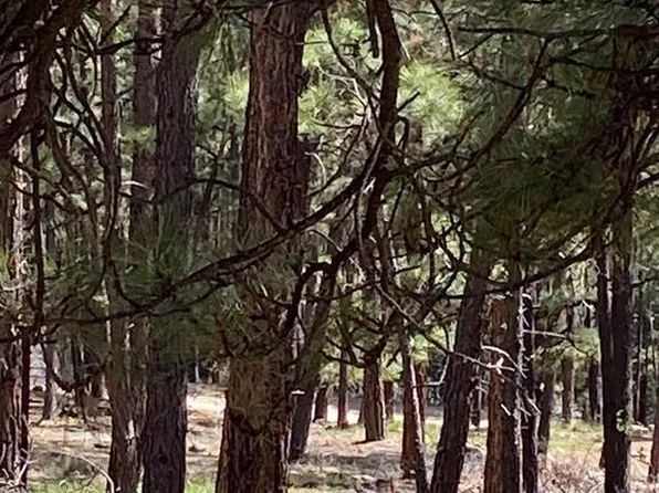 352 Timber Drive, Bayfield, CO 81122