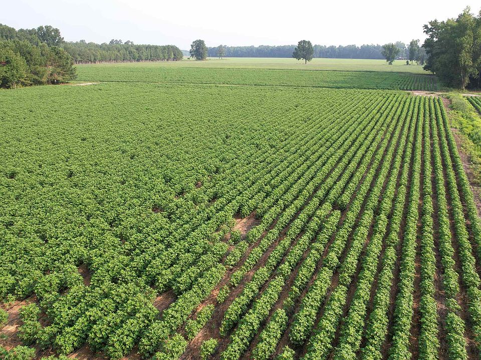 1st image of 81.30 Acres - Blackberry Rd.