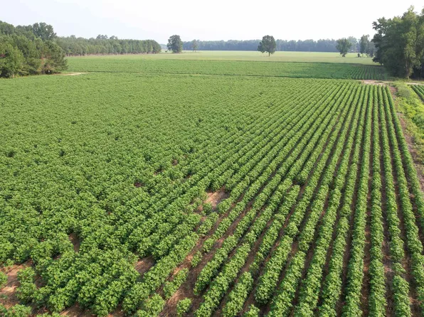 81.30 Acres - Blackberry Rd., Johnsonville, SC 29555