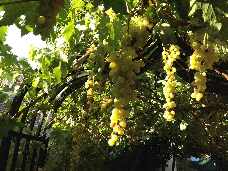 Grapevine walkway