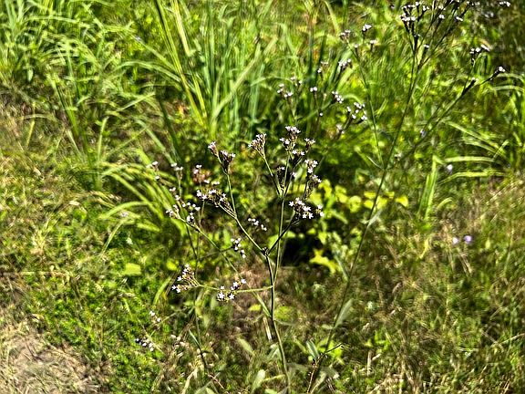 4th image of 11 Carters Ferry Rd E