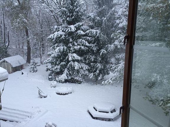 Back yard 