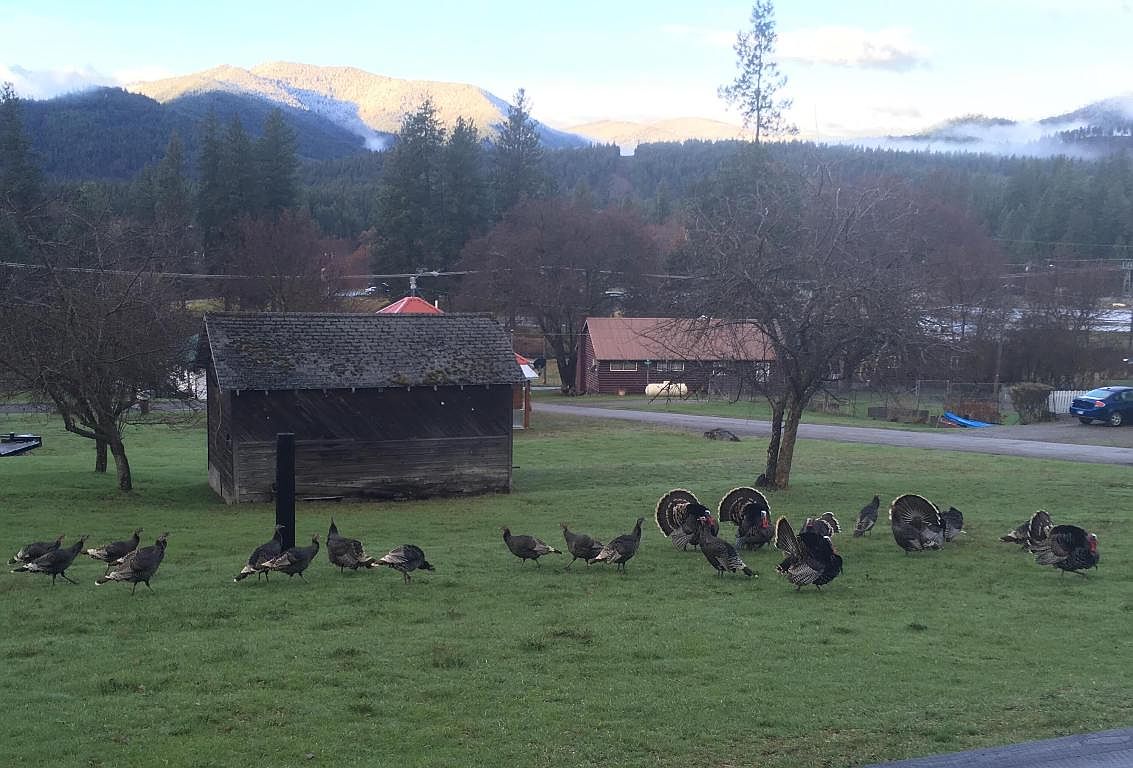 214 Wood St, Thompson Falls, MT 59873 MLS 22204317 Zillow