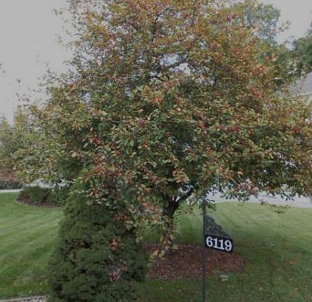 2nd image of 6119 Greenbriar Dr