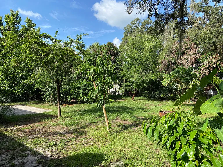 Backyard
