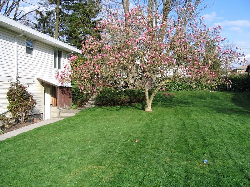 BackYard with "Maggy" the Magnoliia