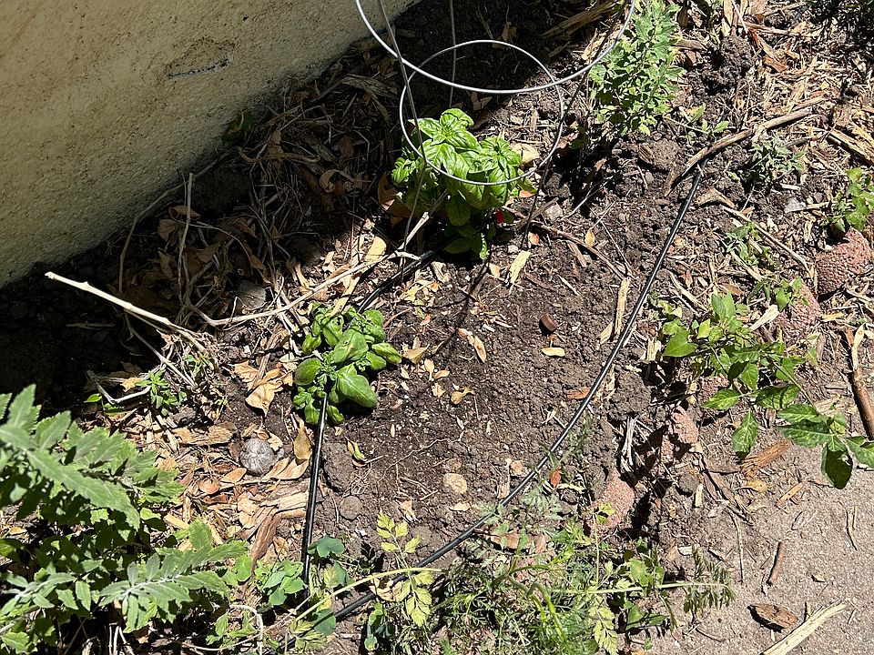 basil plants
