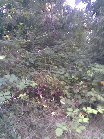 2nd image of 18206 Deschutes Dr SE